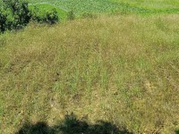 四橋工業(yè)園附近地皮，5ⅹ26..接受無證 東莞長安工業(yè)園