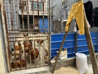 河西地皮 4.8X12.5 有出讓 前后 河西地皮