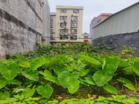 有天有地有車位 河西地皮